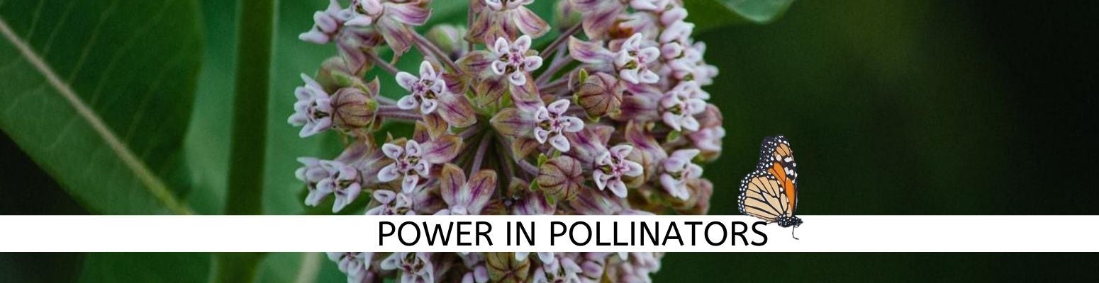 Power in Pollinators